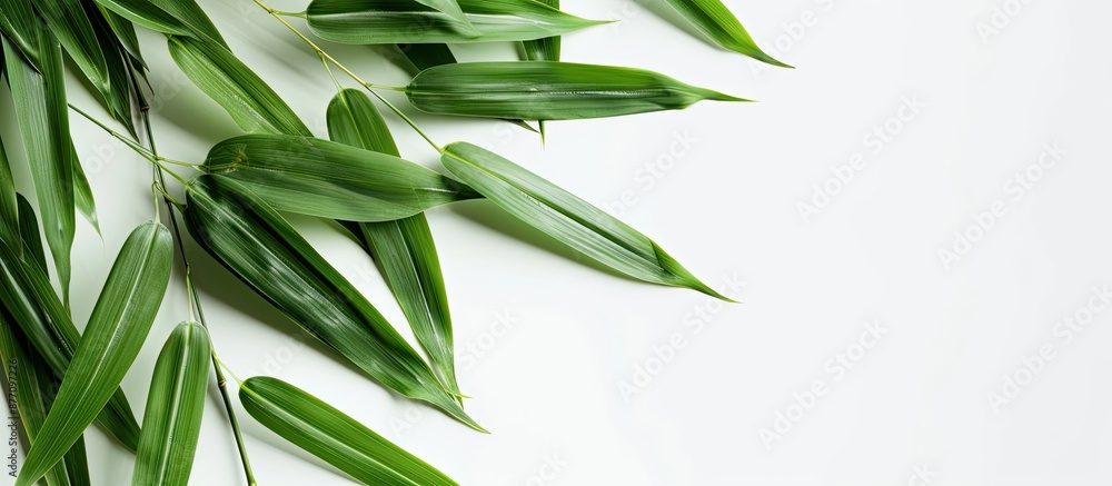 Poster a picture featuring a bamboo leaf with a blank space ideal for adding text or graphic elements, know