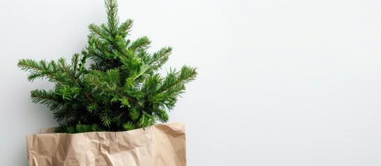 Christmas tree with green leaves in a brown paper bag resting on a background that is predominantly white, offering ample copy space for images.
