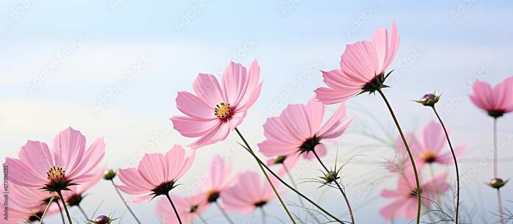 Poster pink cosmos flower set against a soft background with ample copy space image.