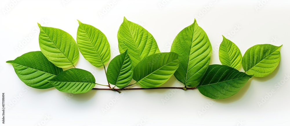 Aufkleber green foliage backdrop with a branch of kratom leaves on a white isolated background, ideal for a co