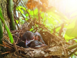 Two baby birds in a cage are sleeping