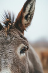  A tight shot of a donkey's head against a hazy sky background