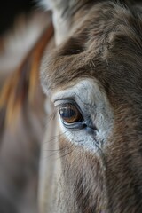  A tight shot of a horse's eye, surrounded by a softly blurred backdrop of its facial features