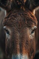 Obraz premium A tight shot of a donkey's face exhibiting a hazy expression, particularly around the eyes and nose