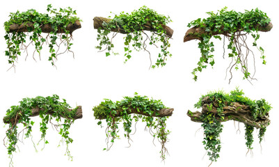 Set of branches, each covered in green ivy vines, hang against a white background. The vines drape downward and have various textures