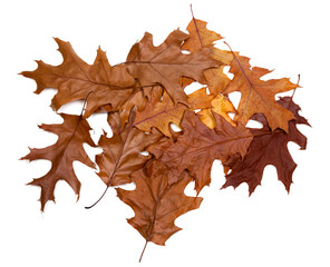 Autumn dried leafs of oak