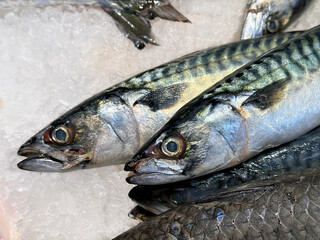 Close up view of fresh mackerel on a fish market stall