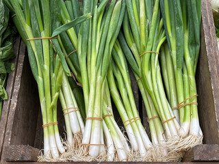 Bunches of fresh spring onions in a wooden box on a market stall