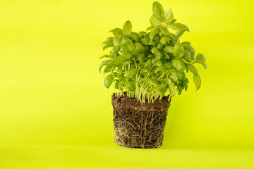 fresh basil herb in pot vegetable garden at home
