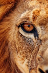 Naklejka premium A tight shot of a lion's face displays its distinctive left eye with a brown and black stripe