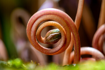 Sprout of a cyclamen flower that unfurls in a spiral shape. Close-up of the hairy flower stem and bud going to bloom. Small delicate natural structure from frog perspective in a garden in summer.