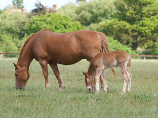 Fototapeta premium Suffolk Mare and Foal