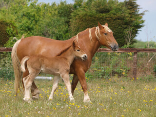 Fototapeta premium Suffolk Mare and Foal