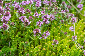 Blossoming fragrant Thymus serpyllum, Breckland wild thyme, creeping thyme, or elfin thyme close-up, macro photo. Beautiful food and medicinal plant in the field in the sunny day