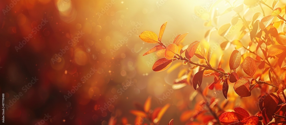 Aufkleber Fall foliage with red and yellow hues, bathed in sunlight, creating a backdrop with space for text or images.