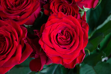 赤い薔薇