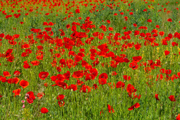 Papaver rhoeas or common poppy, red poppy is an annual herbaceous flowering plant in the poppy family, Papaveraceae, with red petals