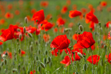Papaver rhoeas or common poppy, red poppy is an annual herbaceous flowering plant in the poppy family, Papaveraceae, with red petals