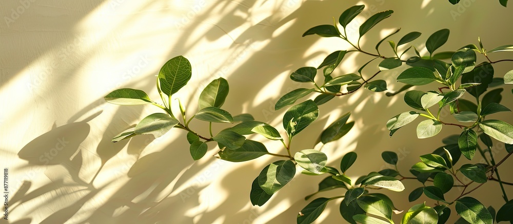 Poster plant branches casting shadows on a bright background, providing copy space image.