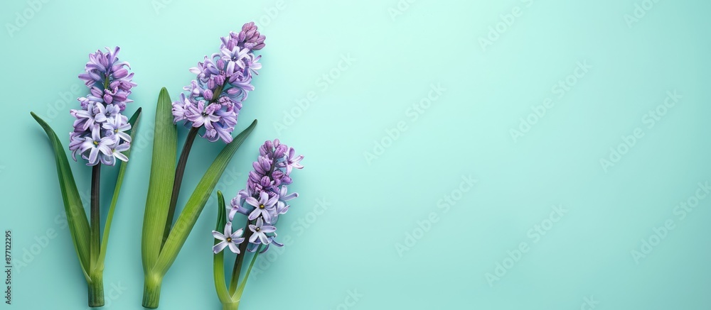 Aufkleber minimal concept of romance with hyacinth flowers on a light aqua backdrop for holiday greetings, fea