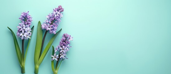 Fototapeta premium Minimal concept of romance with hyacinth flowers on a light aqua backdrop for holiday greetings, featuring a flat lay style with a top view and copy space image.