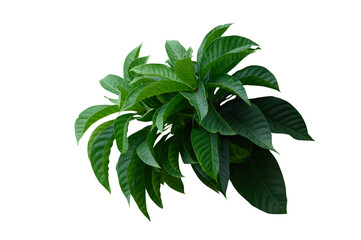 Plant leaves Green nature Tropical forest isolated on transparent background - png © eakarat