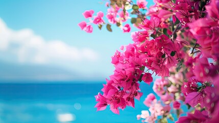 Fototapeta premium Bright pink Bougainvillea flowers creating a tropical background, Greece