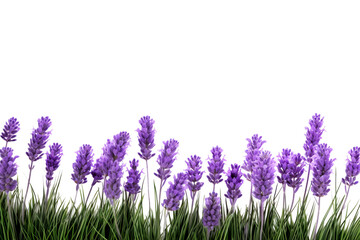 Naklejka premium lavender flowers isolated on white