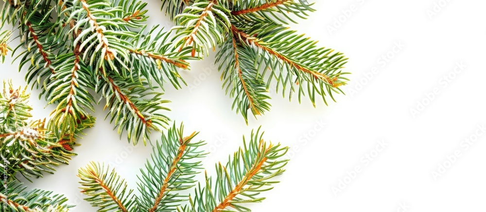 Aufkleber close-up view of spiky green and yellow pine tree branches against a white backdrop with ample room 