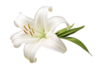 Obraz premium lily flower isolated on white