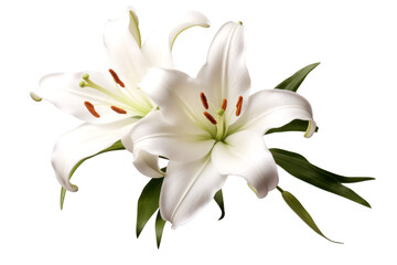 Fototapeta premium lily flower isolated on white