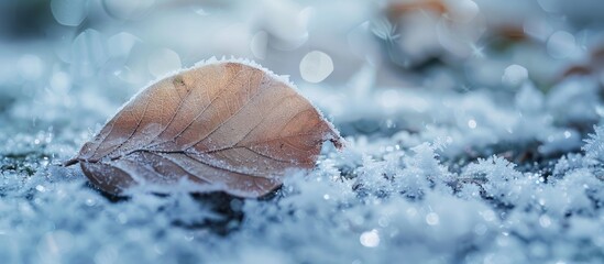 Fototapeta premium A beautiful close-up winter image with a leaf covered by snow and ice, highlighting the texture and small white ice grains on the ground - perfect for a copy space image.
