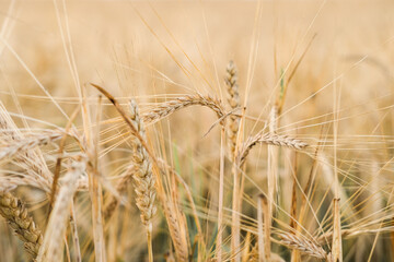 Close-up of ears of rye