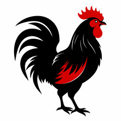 rooster isolated on white background © MohammadMonirul