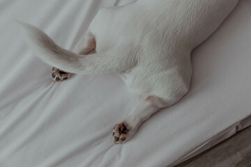 White dog rejoicing while wagging tail and lying on the sofa with funny paws