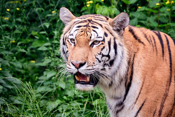 Sibirischer Tiger ( Panthera tigris altaica ).