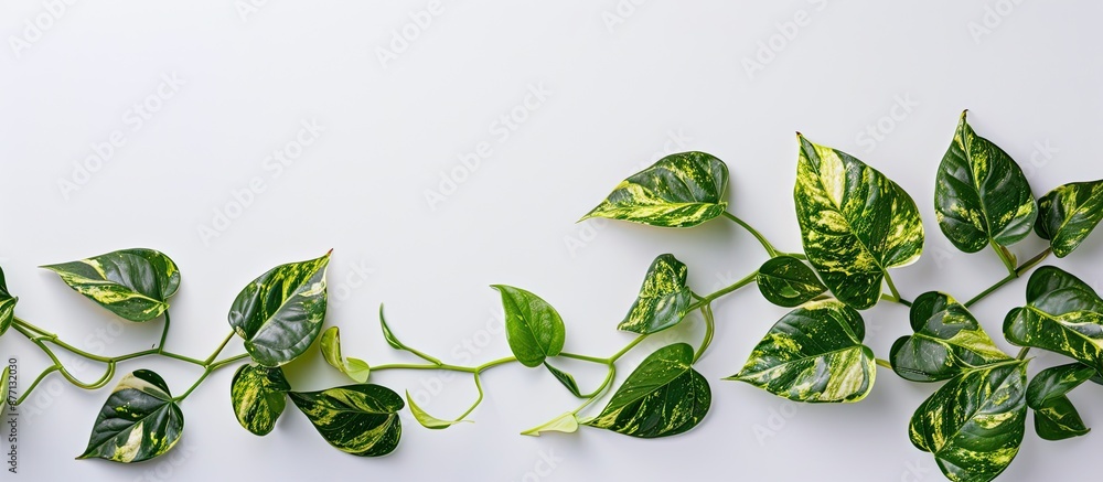 Aufkleber a golden pothos, also called devil's ivy, displayed on a white background with copy space image.