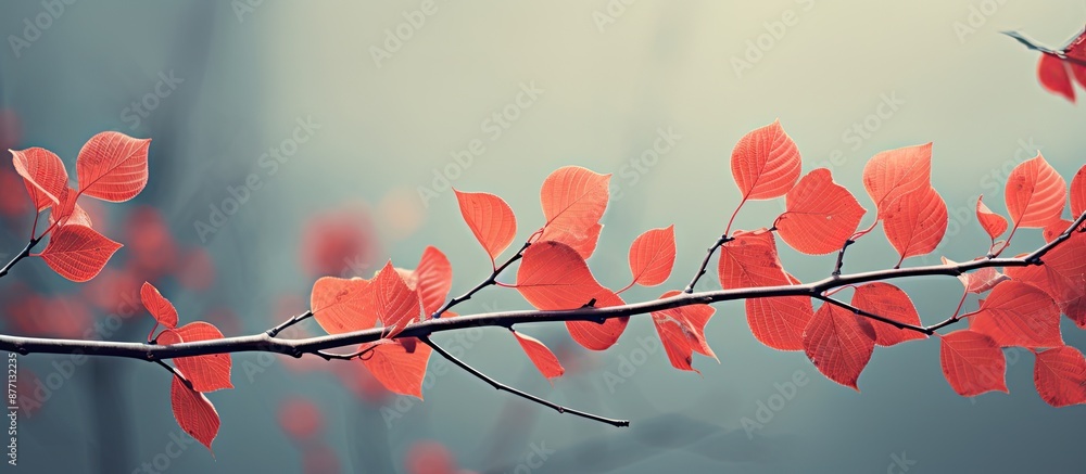Aufkleber autumn leaves in red hues on poplar branches with copy space image.