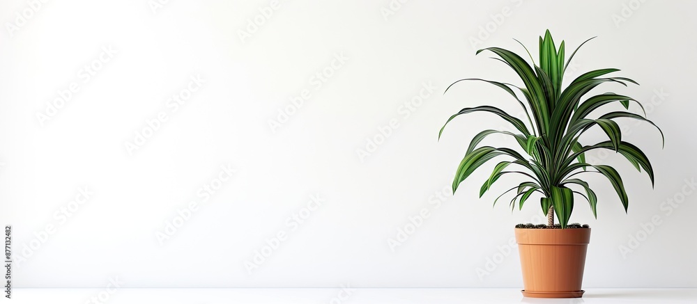 Poster a houseplant in a pot is highlighted on a white backdrop with empty space around it for inclusion of