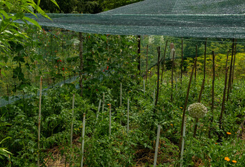 Vegetable Garden with Shade Netting and Plants