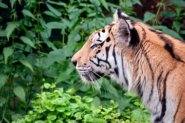 Sibirischer Tiger ( Panthera tigris altaica ).