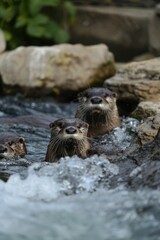  Group of otters in a river amidst rocks and greenery, foreground featuring a rock wall