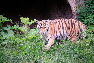 Sibirischer Tiger ( Panthera tigris altaica ).