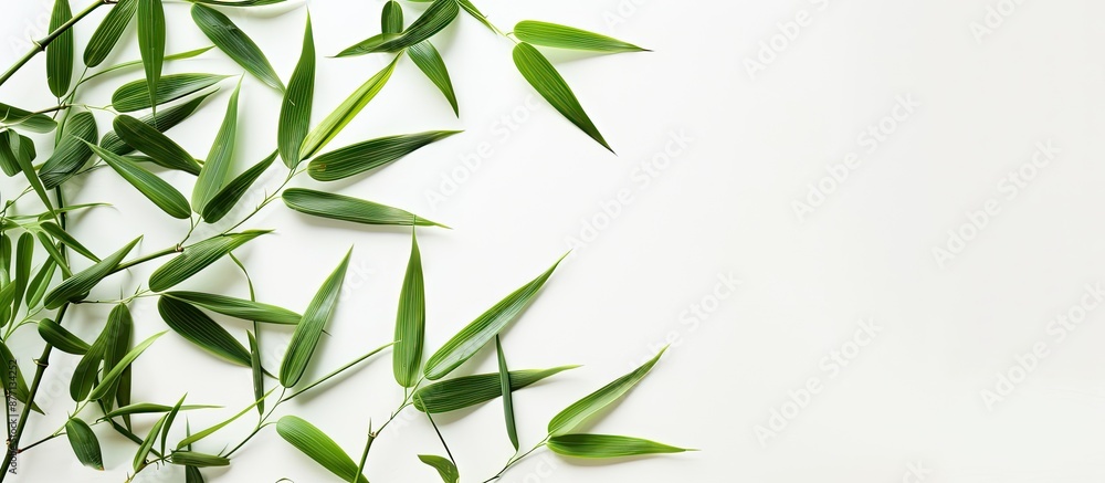 Aufkleber bamboo leaves on a white backdrop with copy space image.