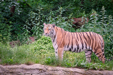 Sibirischer Tiger ( Panthera tigris altaica ).