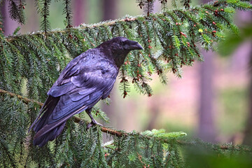Kolkrabe ( Corvus corax ).