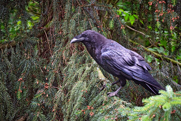 Kolkrabe ( Corvus corax ).