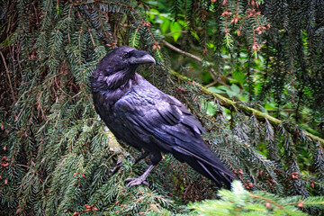 Kolkrabe ( Corvus corax ).