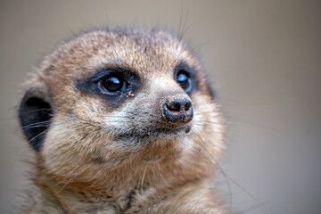 Fototapeta premium Erdmännchen ( Suricata suricatta ).