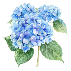 Obraz premium Adorable Watercolor Hydrangea Children's Illustration on White Background